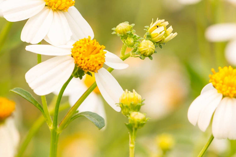 Bio-retinoids